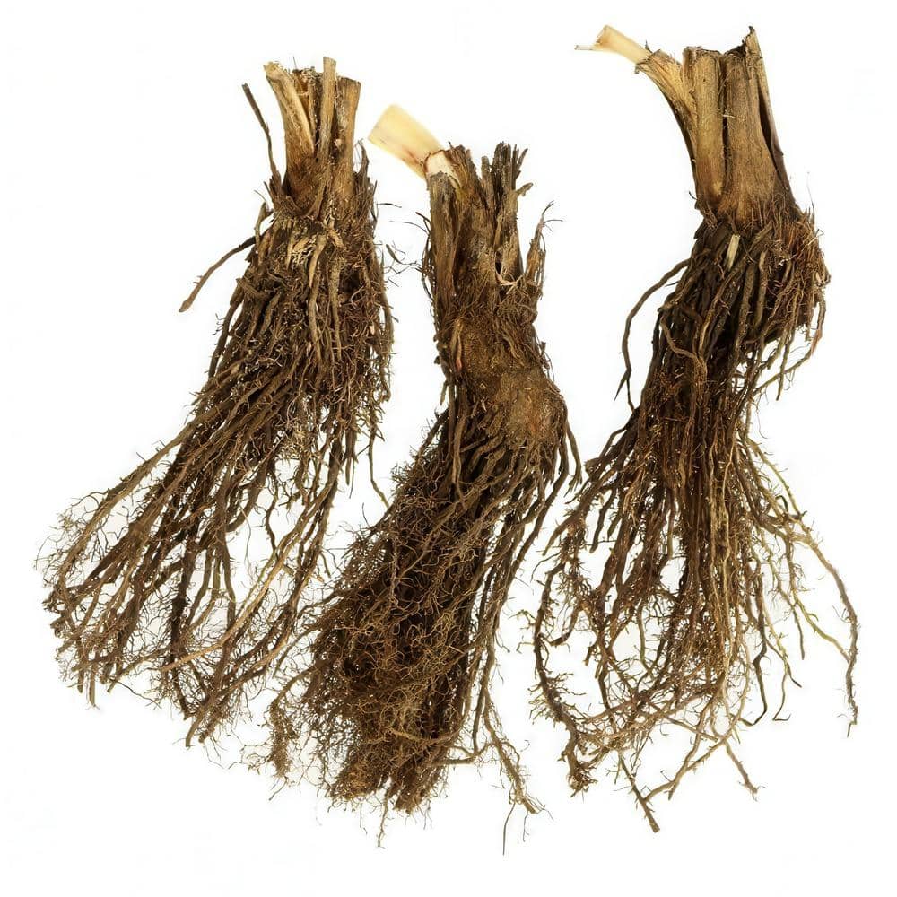 Bareroot Iris Butter and Sugar Perennial Plant with Yellow Flowers (3-Pack) - Hercitys