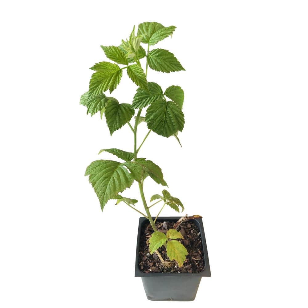 Glencoe Raspberry 3 Total Plants in 3 Separate 4 in. Pot - Hercitys