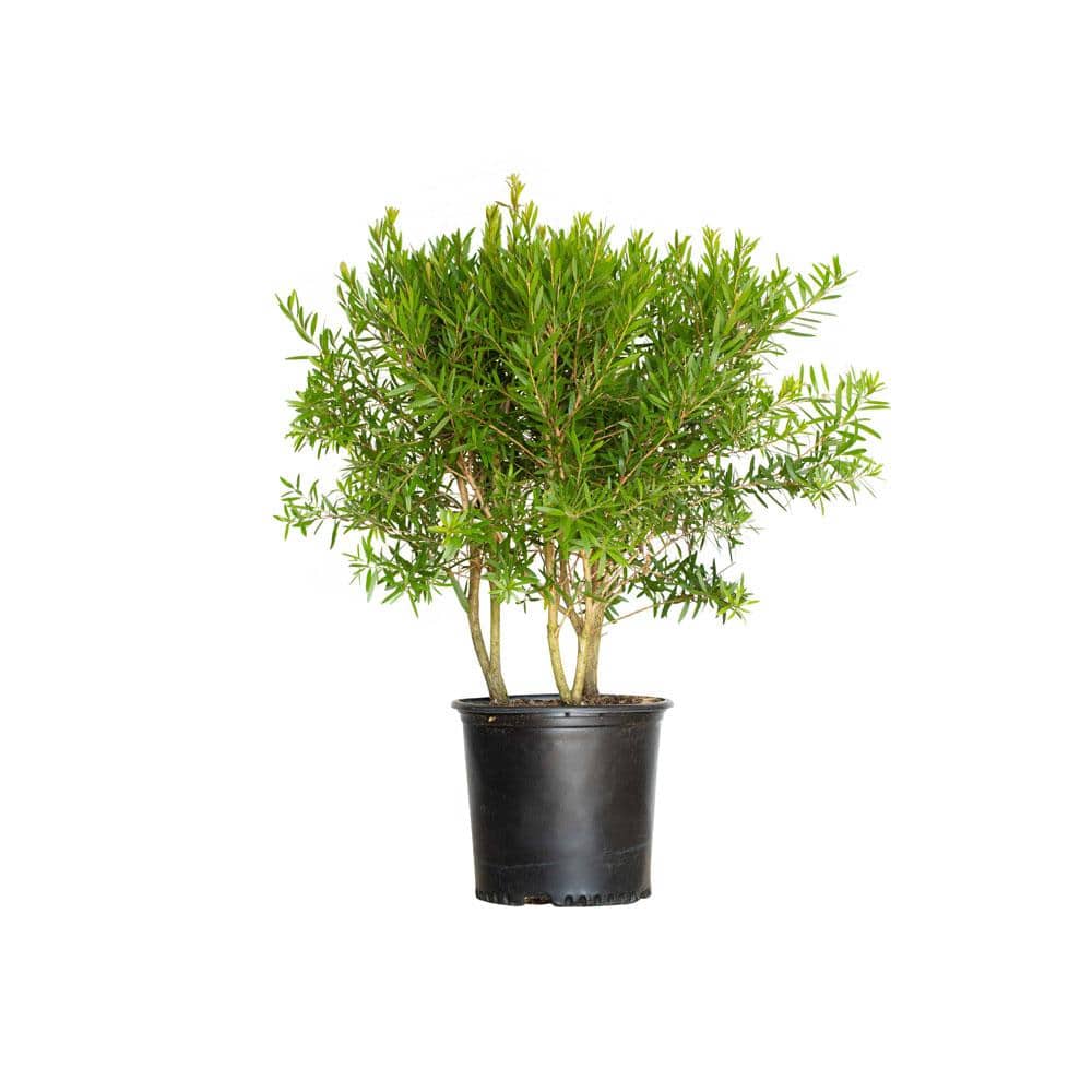 Red Cluster Bottlebrush (Callistemon rigidus) 2.5 Gal, Bottlebrush Like Flower Clusters, Live Evergreen Accent Shrub - Hercitys