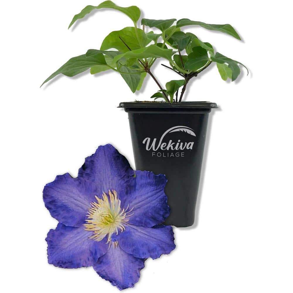 Clematis Ravel-Live Starter Plant in a 2 in. Growers Pot-Starter Plants Ready for the Garden-Rare for Collectors - Hercitys