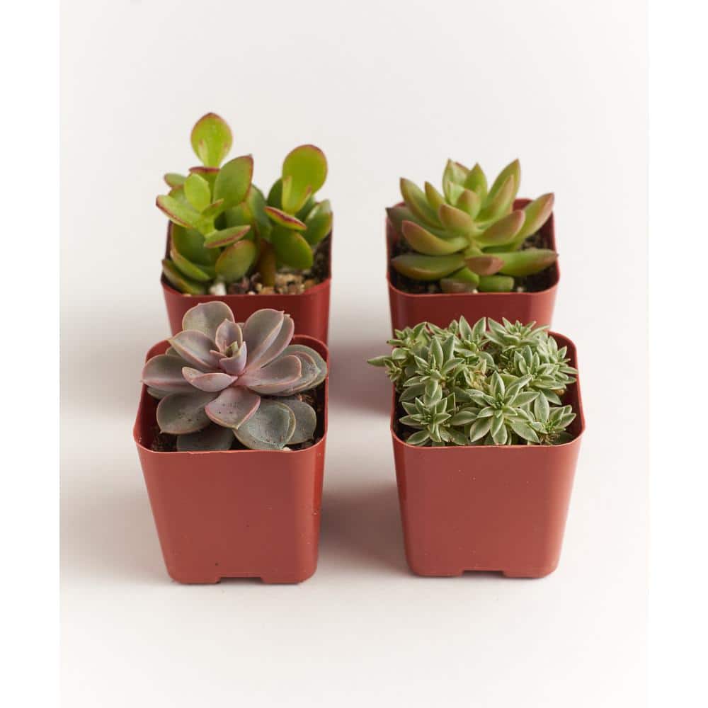 Unique Succulent Collection (4-Pack) - Hercitys