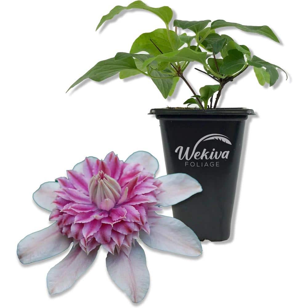Clematis Josephine-2 Live Starter Plants in 2 Inch Growers Pots-Starter Plants Ready for The Garden - Hercitys