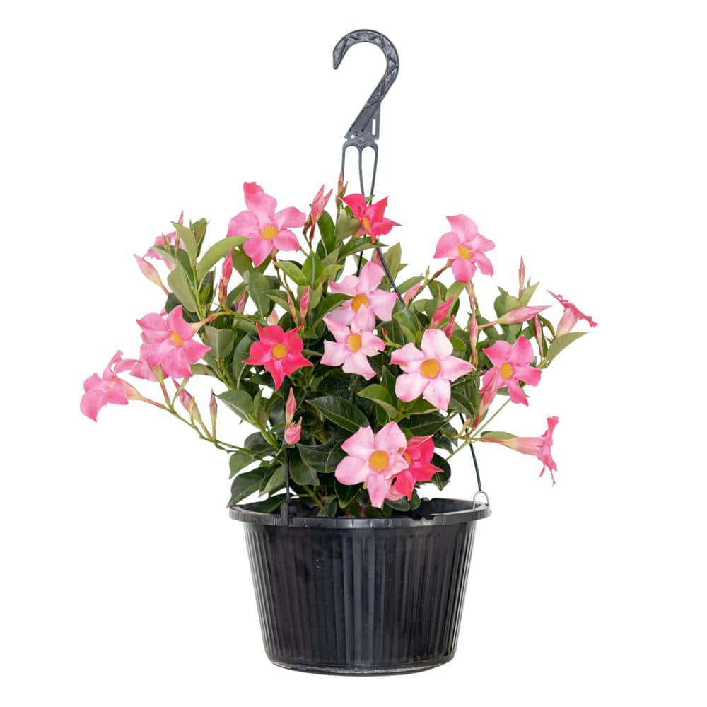 Premium 10 in. Hanging Basket 20 in. to 22 in. Tall Mandevilla Pink Blooming Flower Live Outdoor Plant - Hercitys