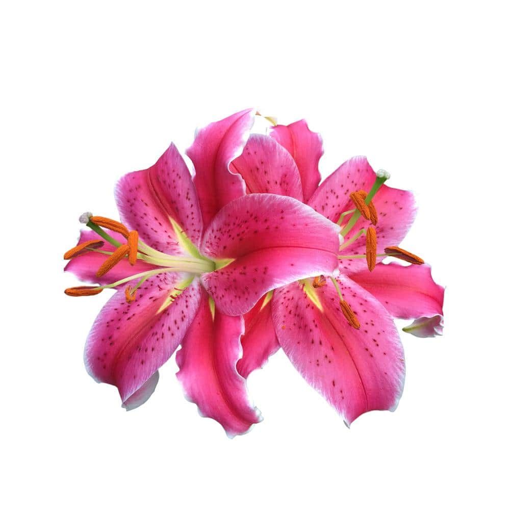 Stargazer Lily 5 Bulbs - Hercitys