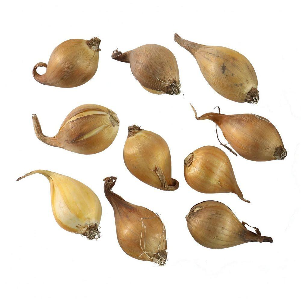 Freesia Pink Shades Bulbs (10-Pack) - Hercitys