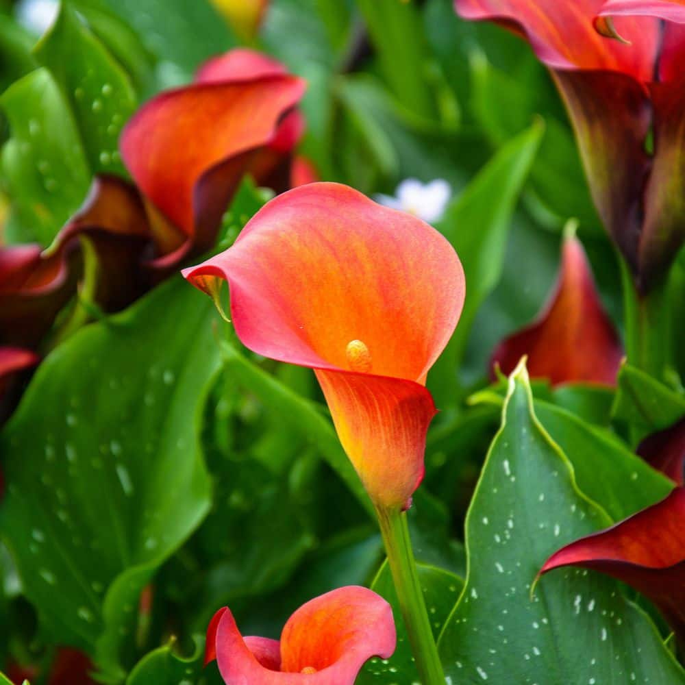 Calla Lily Havana Bulb (3-Pack) - Hercitys