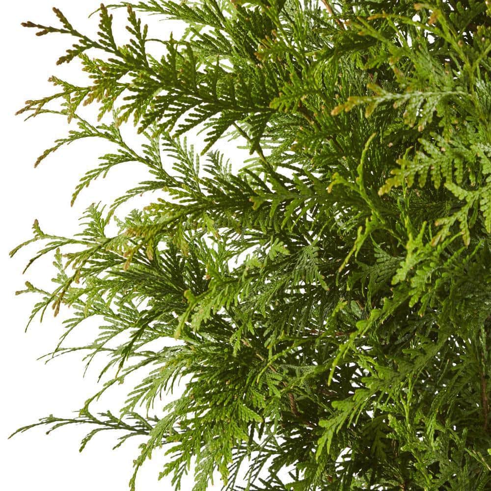 7 Gal. Green Giant Arborvitae (Thuja) Live Evergreen Shrub - Hercitys