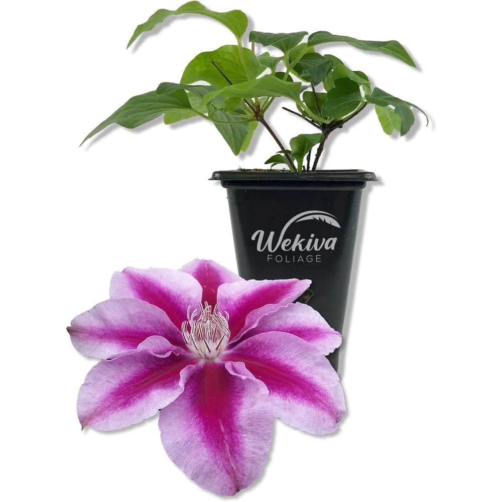 Clematis Kilian Donahue-Live Starter Plant in a 2 Inch Growers Pot-Starter Plants Ready for The Garden - Hercitys