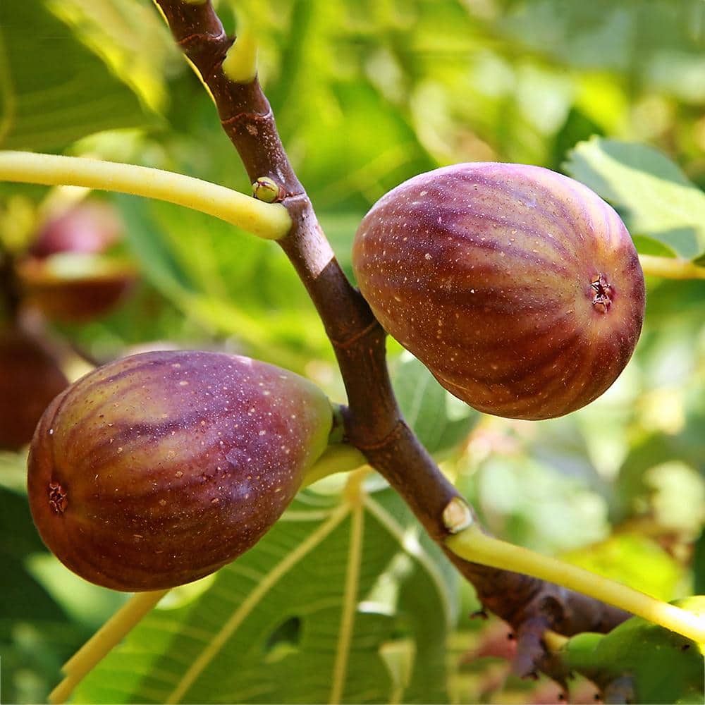 Brown Turkey Fig Plant - Hercitys