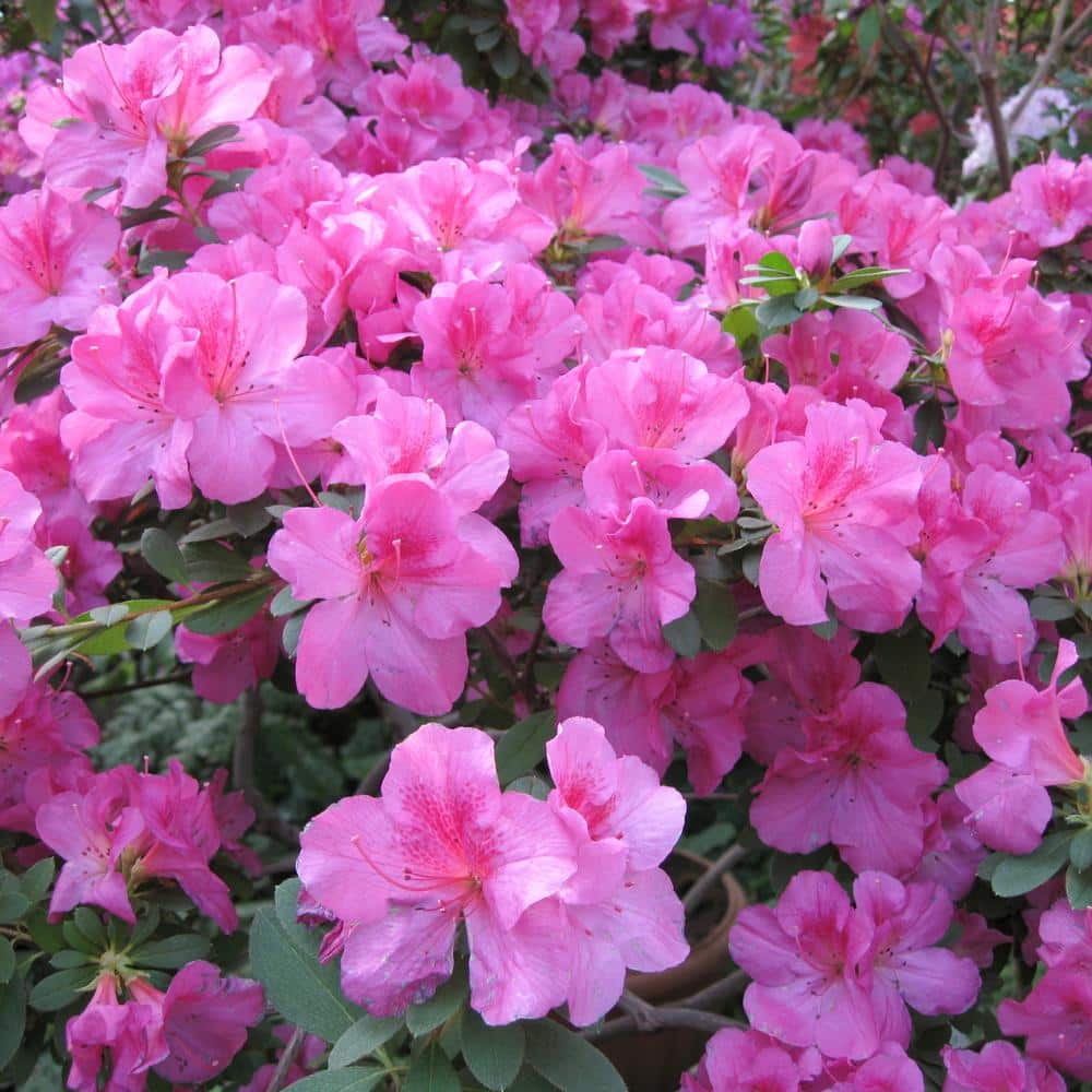 FlorAmore Azalea Pink Shrub (1-Piece) - Hercitys