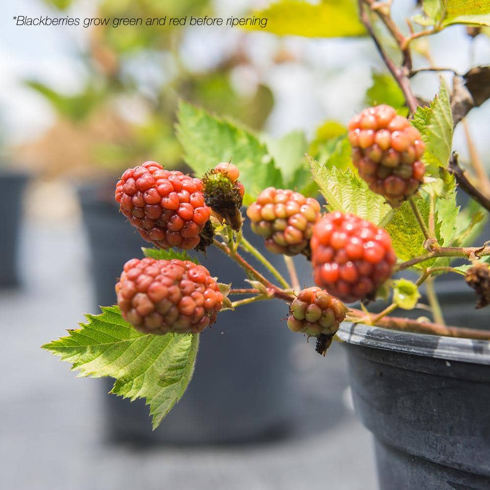 Navaho Blackberry Bush in 1 Gal. Grower’s Pot, Delicious Summer Berries - Hercitys