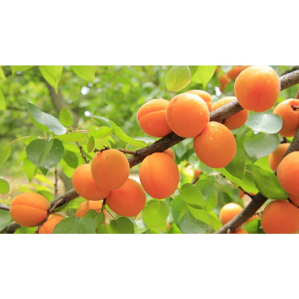 Dwarf Blenheim Apricot Tree (Bare-Root, 3 ft. to 4 ft Tall, 2-Years Old) - Hercitys