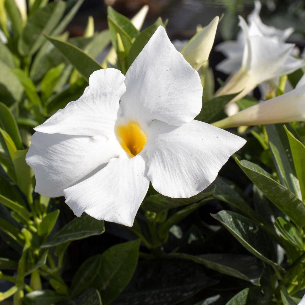 Premium 10 in. Hanging Basket 20 in. to 22 in. Tall Mandevilla White Blooming Flower Live Outdoor Plant - Hercitys
