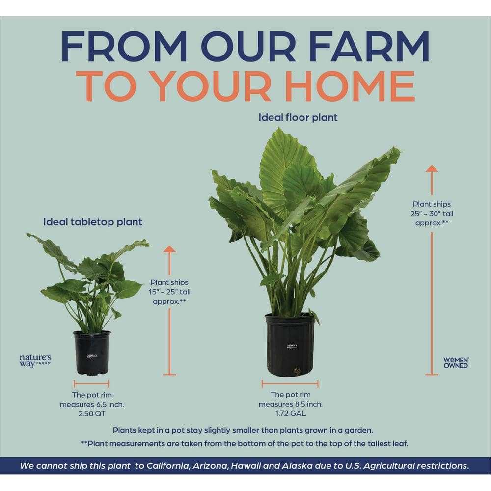 Alocasia California Live Outdoor Plant in Growers Pot Average Shipping Height 2-3 Ft. Tall - Hercitys