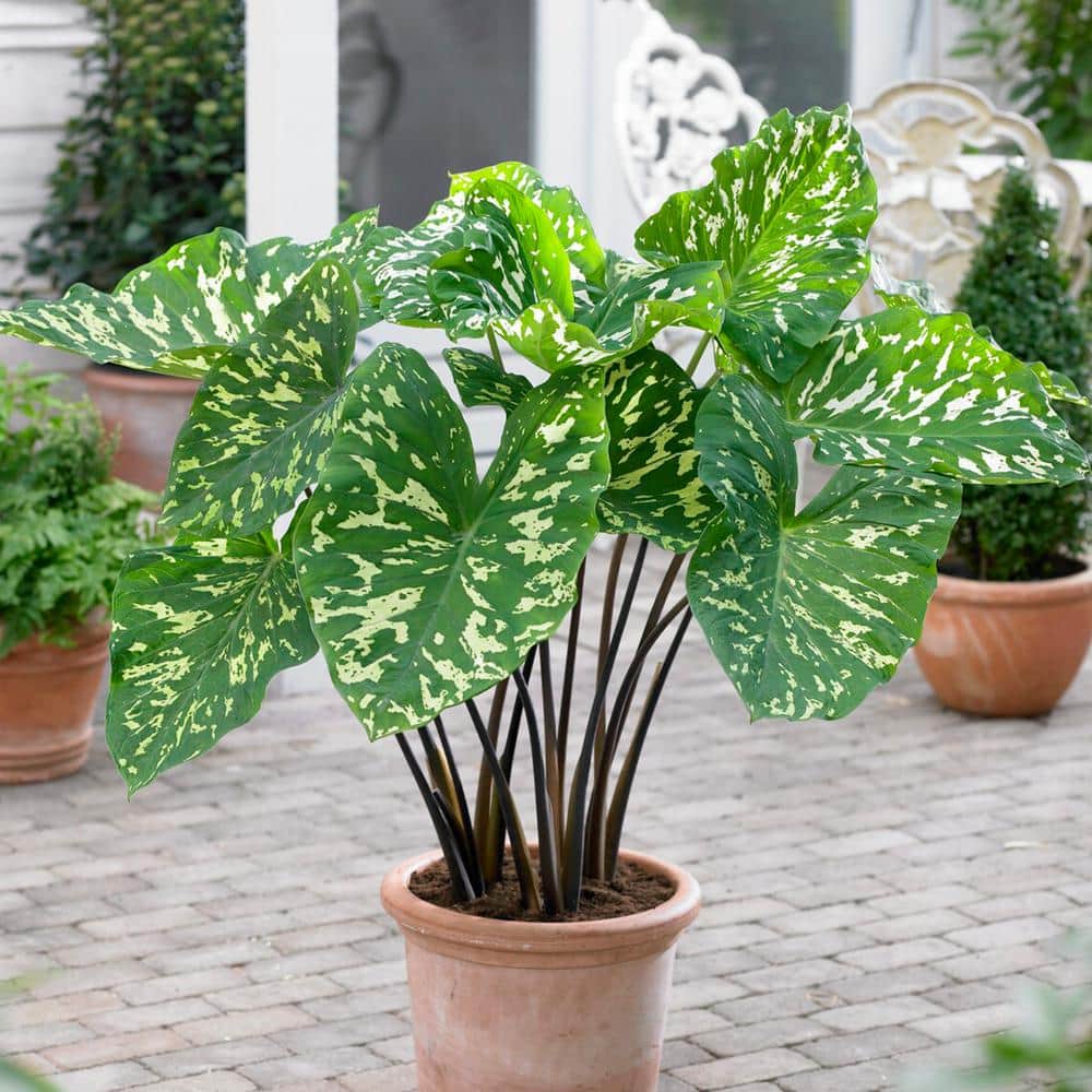 7/9 in. Alocasia Hilo Beauty Elephant Ear Bulbs (Bag of 1) - Hercitys