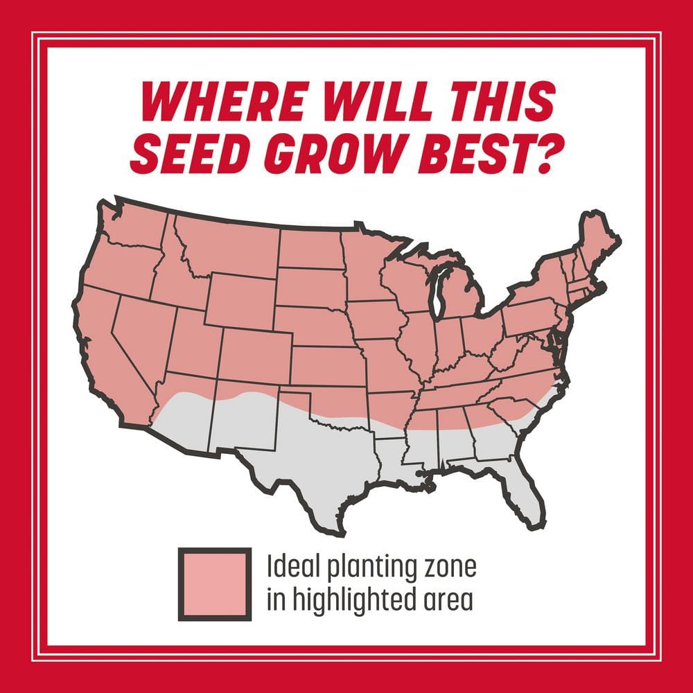 The Rebels 3 lb. 750 sq. ft. Tall Fescue Grass Seed Blend (2-Pack) - Hercitys