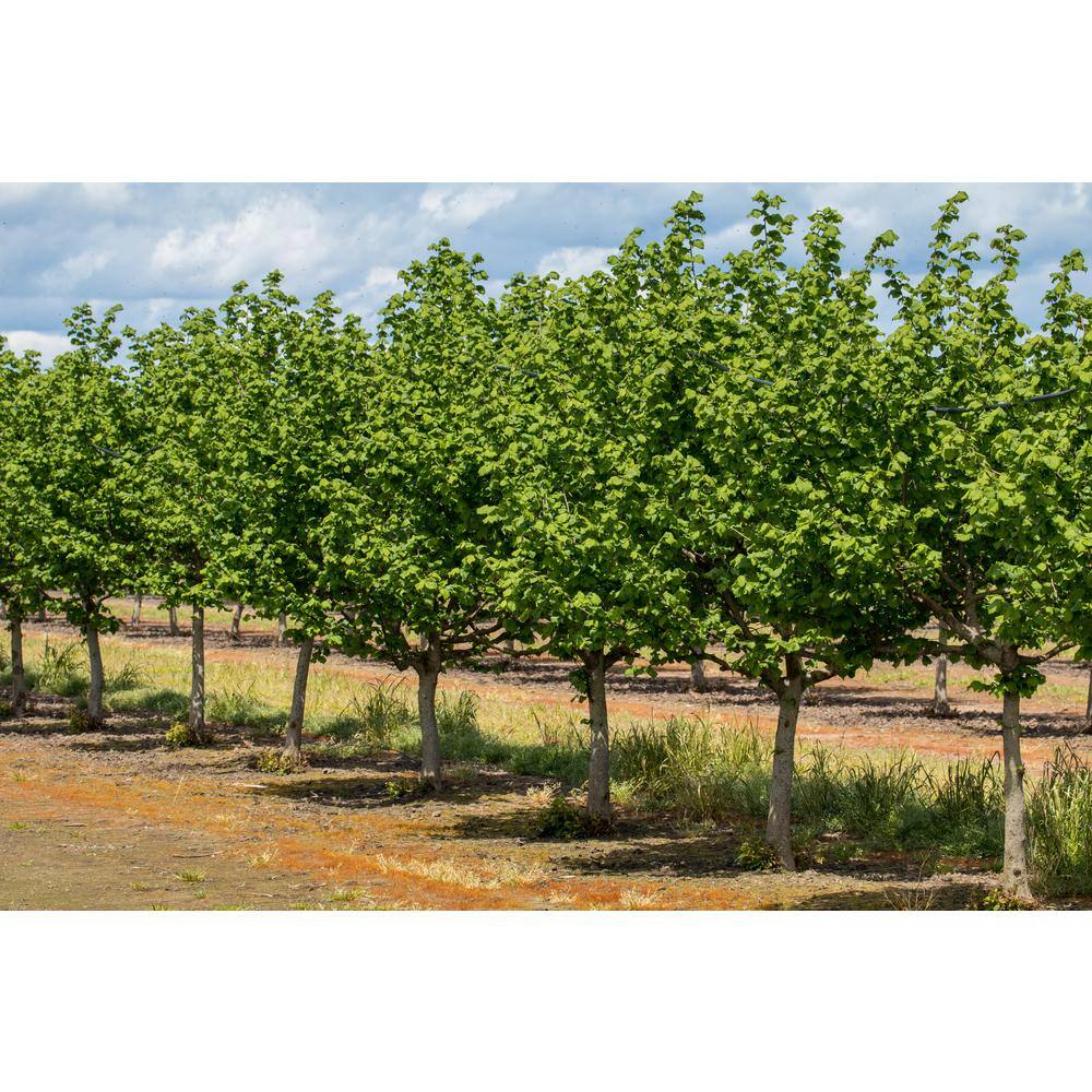 Jefferson Hazelnut Tree Bare Root - Hercitys