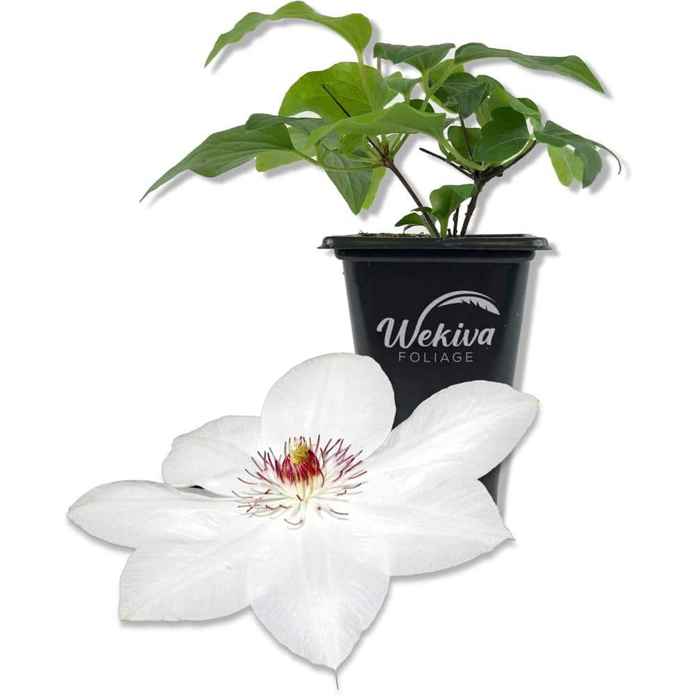 Clematis Miss Bateman-Live Starter Plant in a 2 Inch Growers Pot-Starter Plants-Beautiful White Flowering Vine - Hercitys