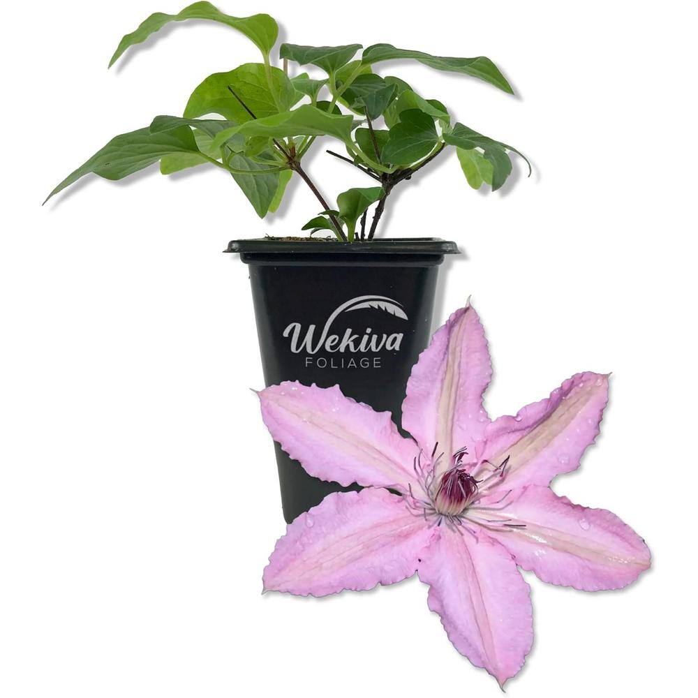 Clematis Hagley Hybrid-Live Starter Plant in a 2 Inch Pot-Starter Plant-Beautiful White and Purple Flowering Vine - Hercitys