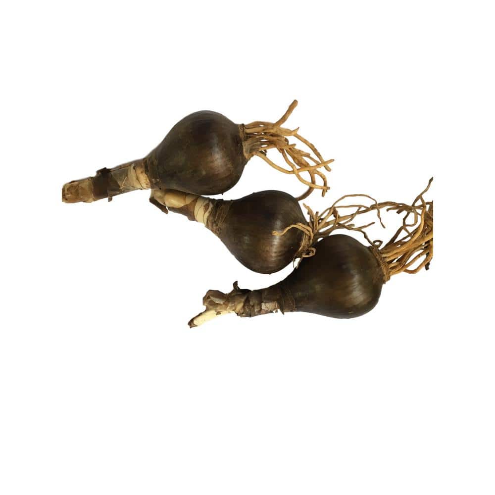 Pink Surprise Lilies 3-Bulbs - Hercitys