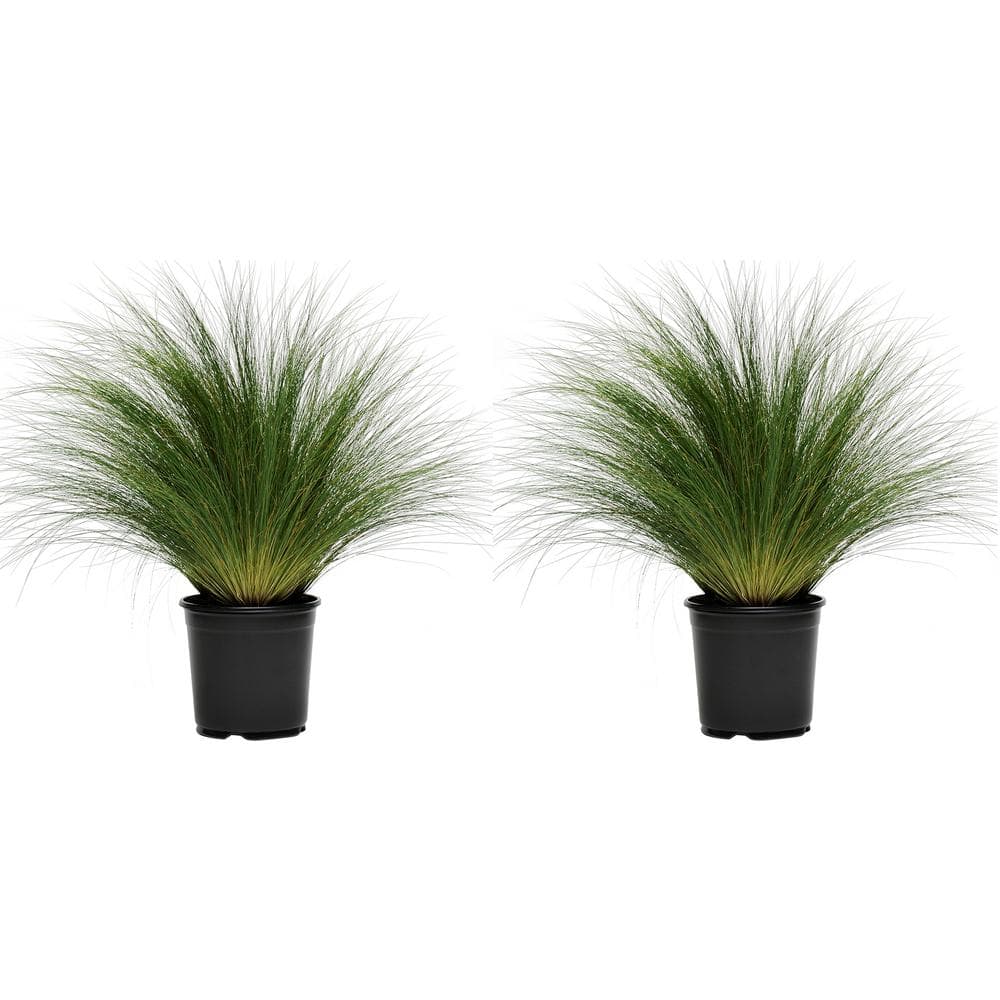 Perennial Grass Stipa Pony Tails 2.5 qt. (2-Pack) - Hercitys