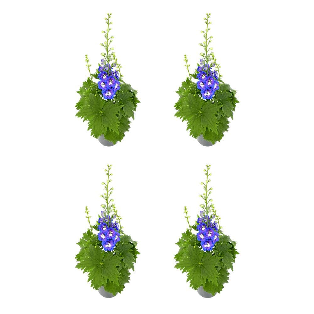 Perennial Delphinium Blue 2.5 qt. (4-Pack) - Hercitys
