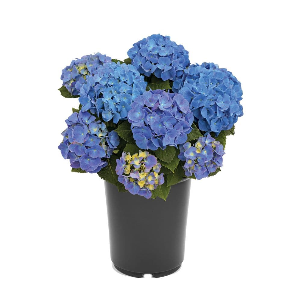 Perennial Hydrangea Macrophylla Blue 2.5 Qt. - Hercitys