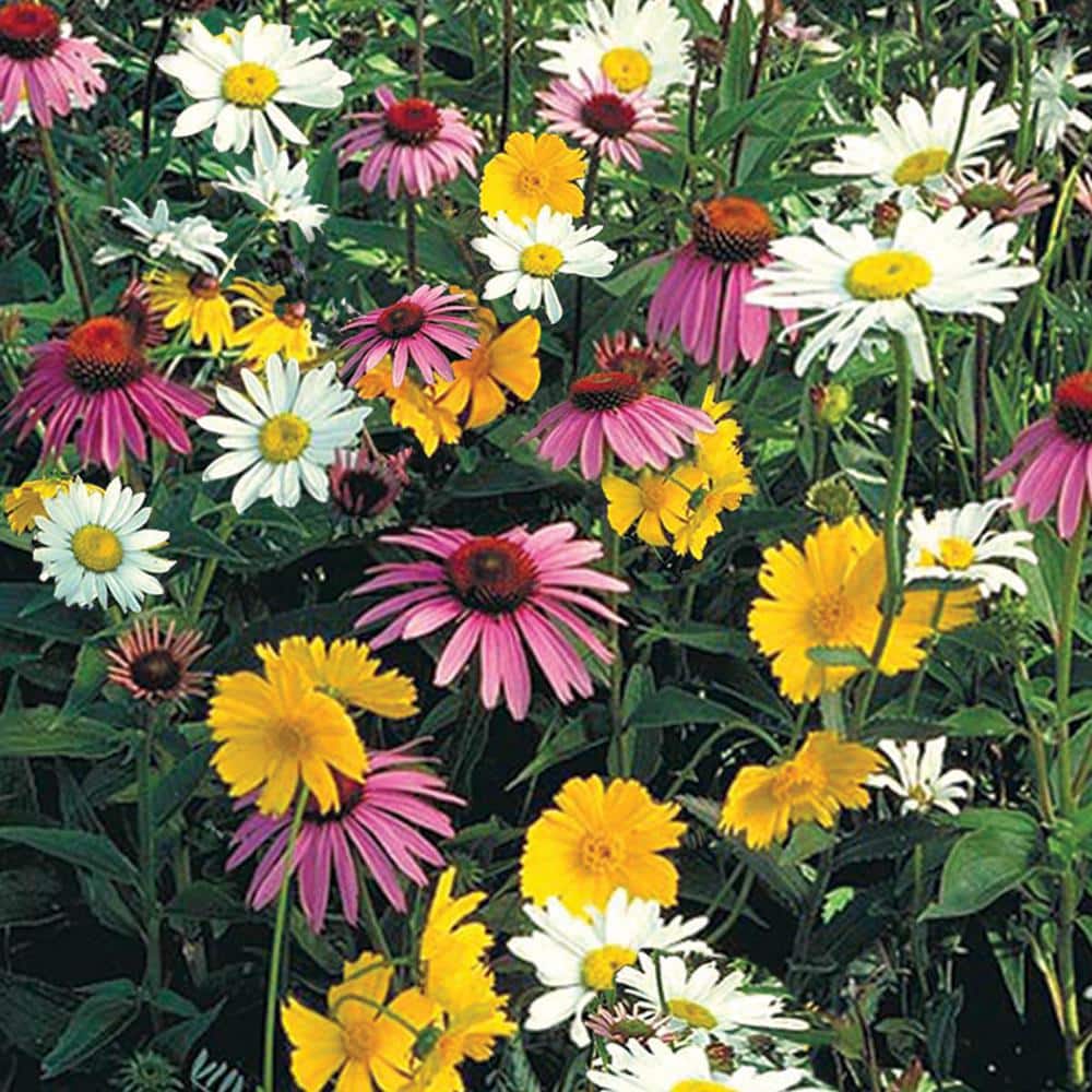 Shade Loving Wildflower Seed Mixture (0.5 oz. Seed Packet) - Hercitys