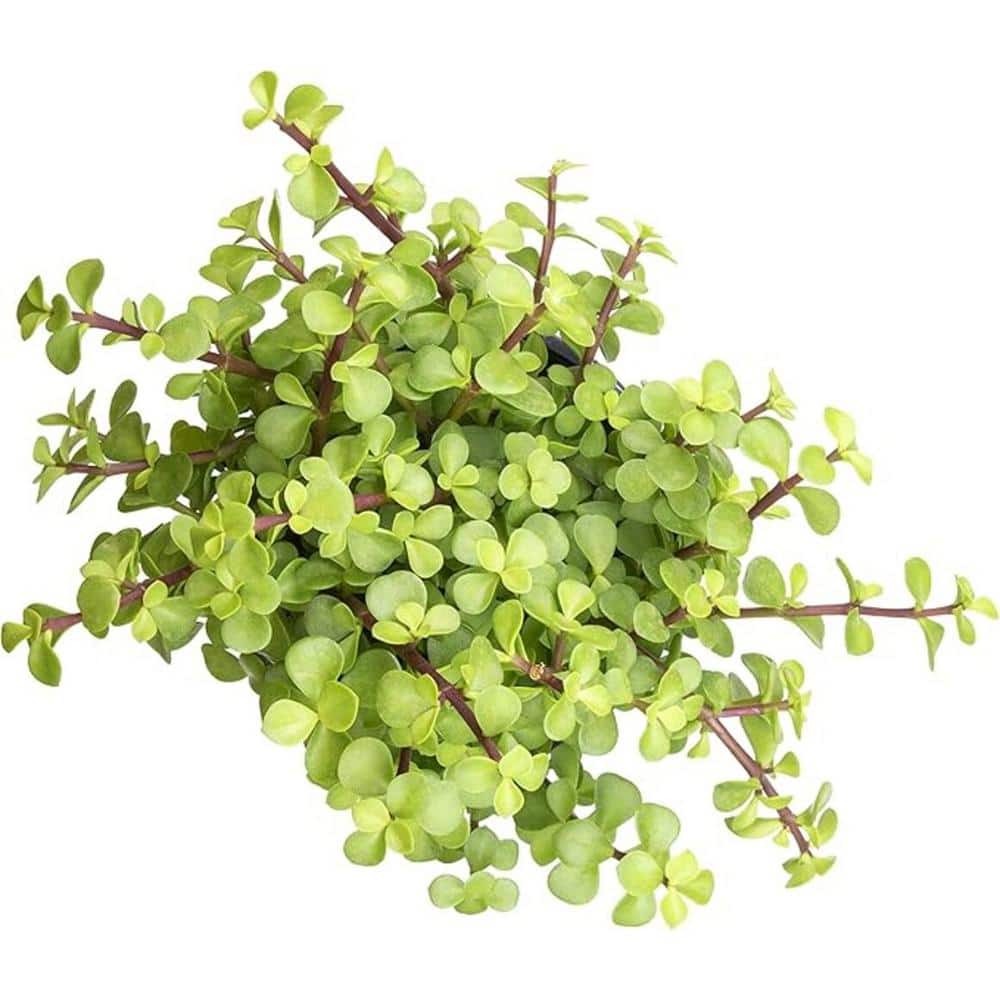 Trailing Elephant Bush Succulents (1-Pack) - Hercitys
