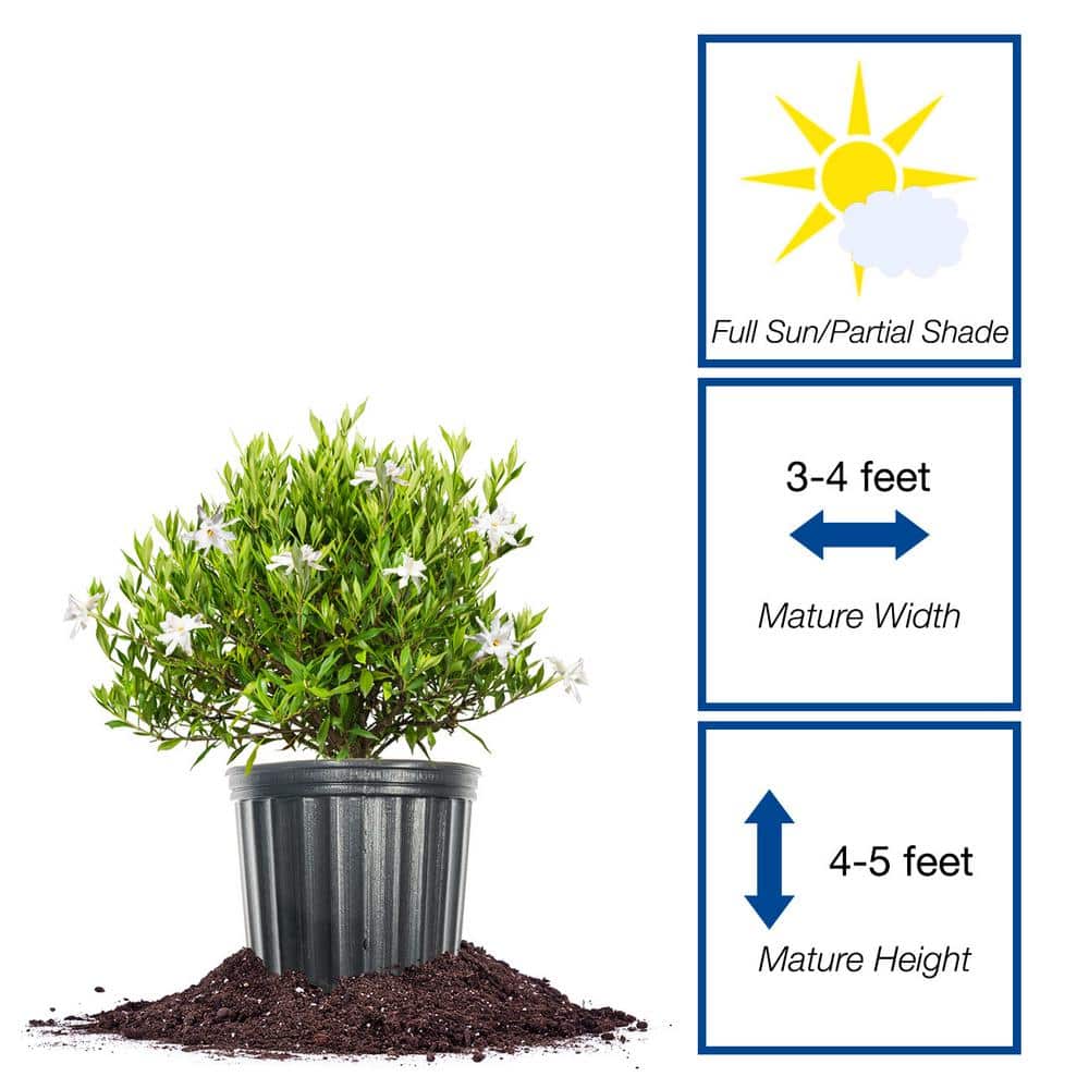 Frostproof Gardenia Plant in 3 Gal. Grower’s Pot - Hercitys