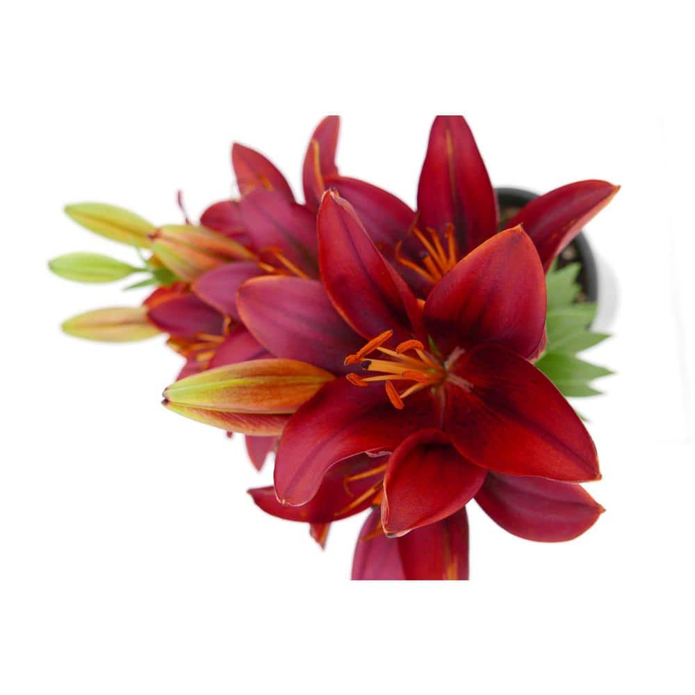 Perennial Asiatic Lily Red 2.5 Qt. 4-Pack - Hercitys