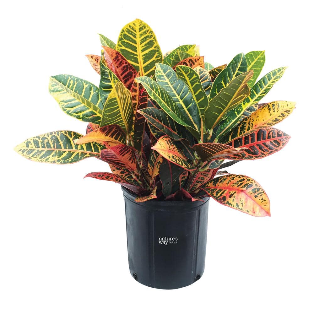 Croton Petra Live Outdoor Plant in Growers Pot Average Shipping Height 2-3 Ft. Tall - Hercitys