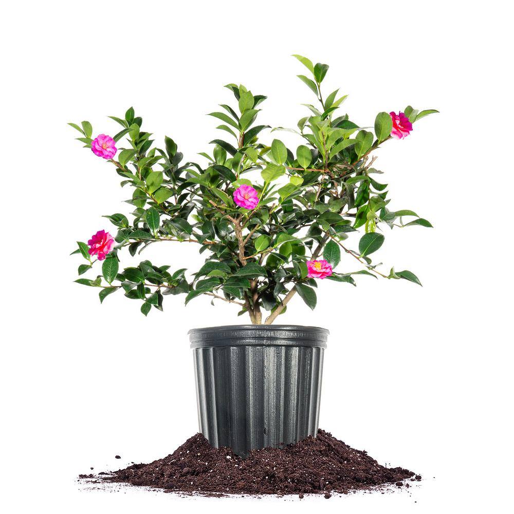Shi Shi Camellia Shrub in 1 Gal. Grower’s Pot - Hercitys