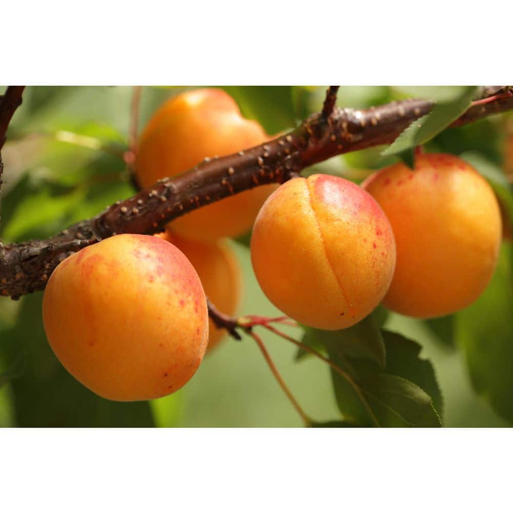 Chinese Mormon Apricot Tree with Superb Sweet Fruit and Cold Tolerance - Hercitys