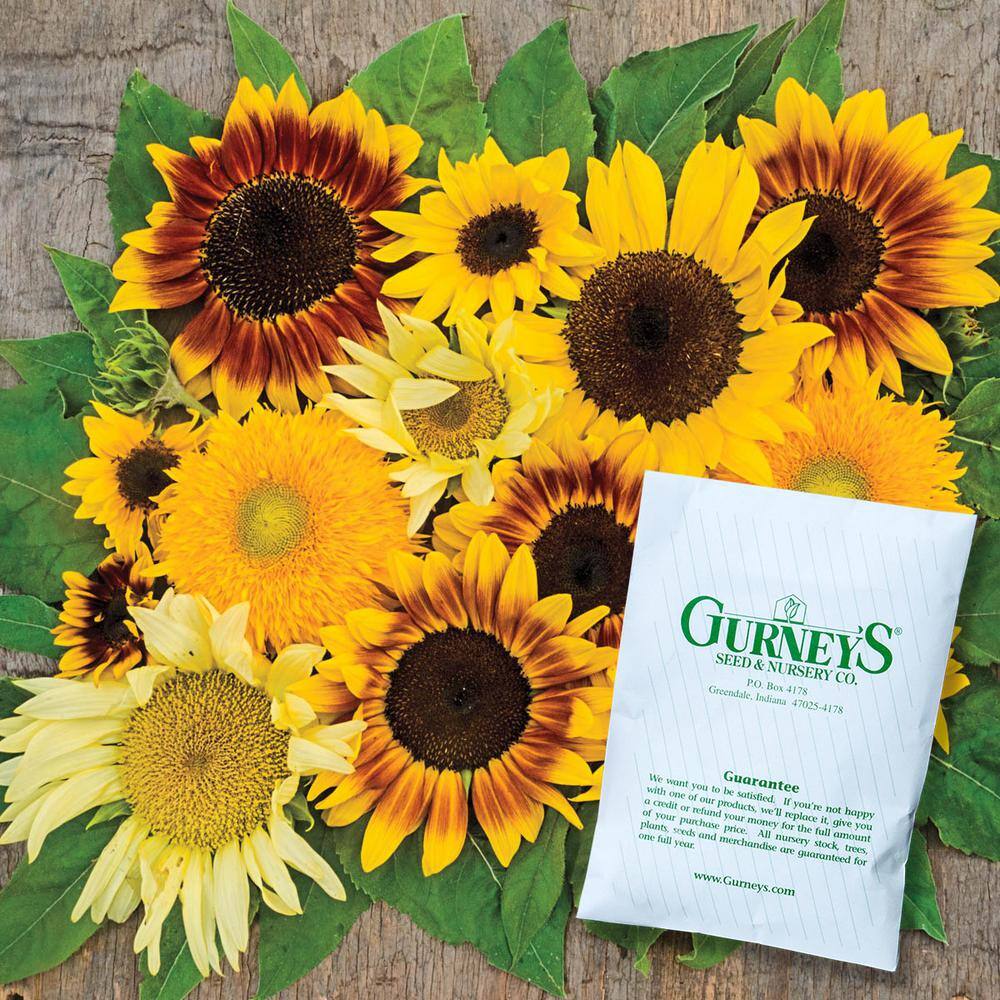 Sunflower Sunny Hedge Blend (25 Seed Packet) - Hercitys