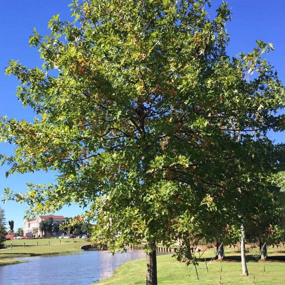 7 Gal. Nuttall Oak Shade Tree - Hercitys