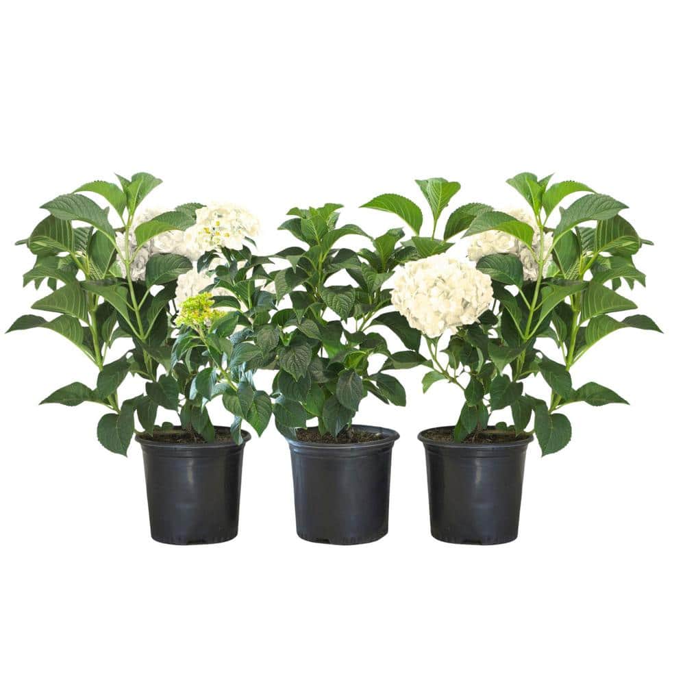 8 in. Blushing Bride Reblooming Hydrangea Flowering Shrub, White to Blush Pink Flowers (3-Pack) - Hercitys