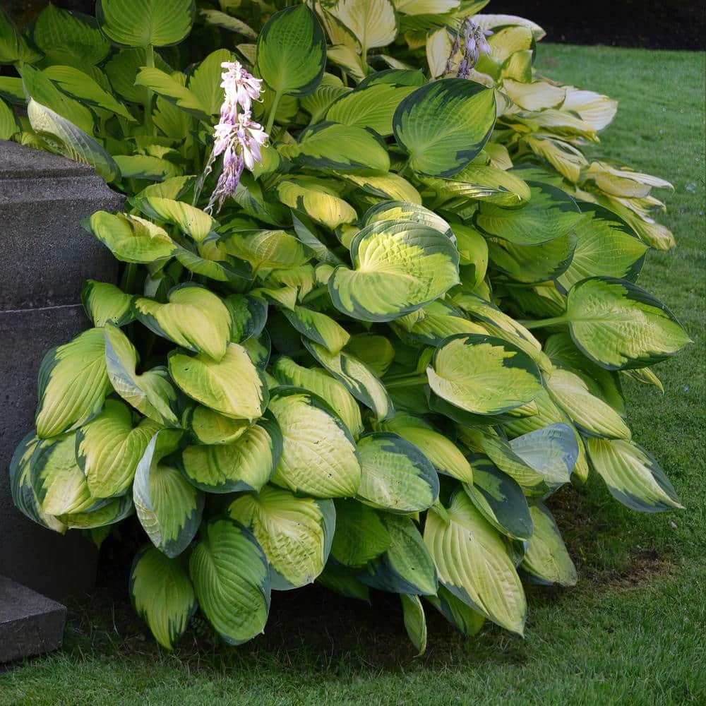 Bare Root Gold Standard Hosta Perennial Plant with Green Foliage ( 3-piece ) - Hercitys