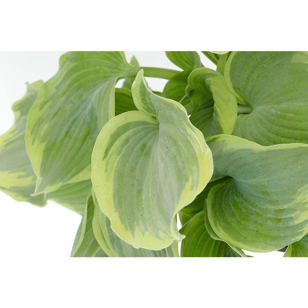 Perennial Hosta First Frost 2.5 qt. (4-Pack) - Hercitys
