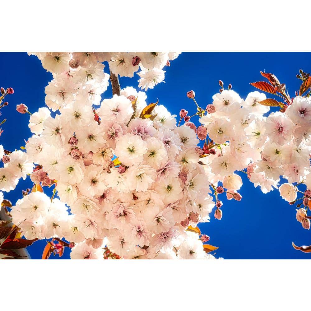 Mt. Fuji Cherry Blossom Tree Bare Root - Hercitys