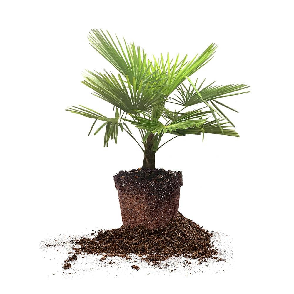 Ornamental Windmill Palm in 3 Gal. Grower’s Pot - Hercitys