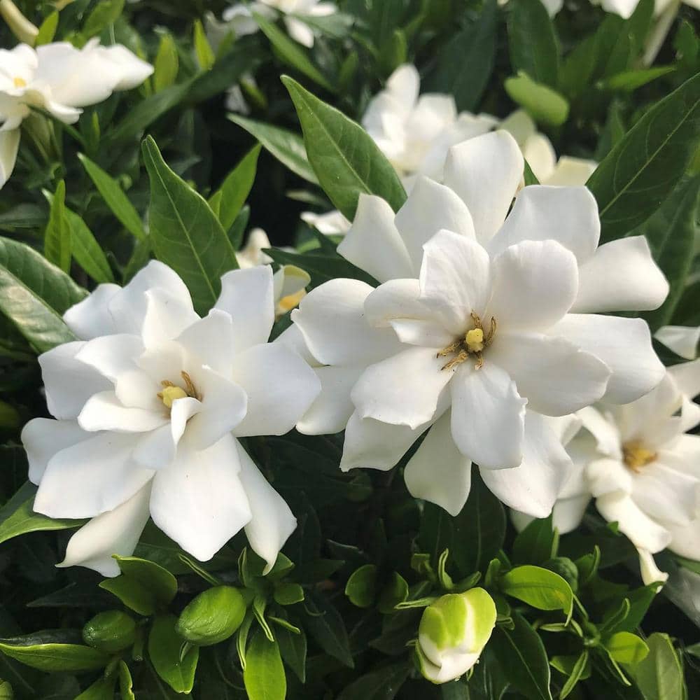 Gardenia Hanging Basket-Live Plant in a 10 Inch Hanging Pot-Gardenia Jasminoides-Beautiful and Stunning Flowering - Hercitys