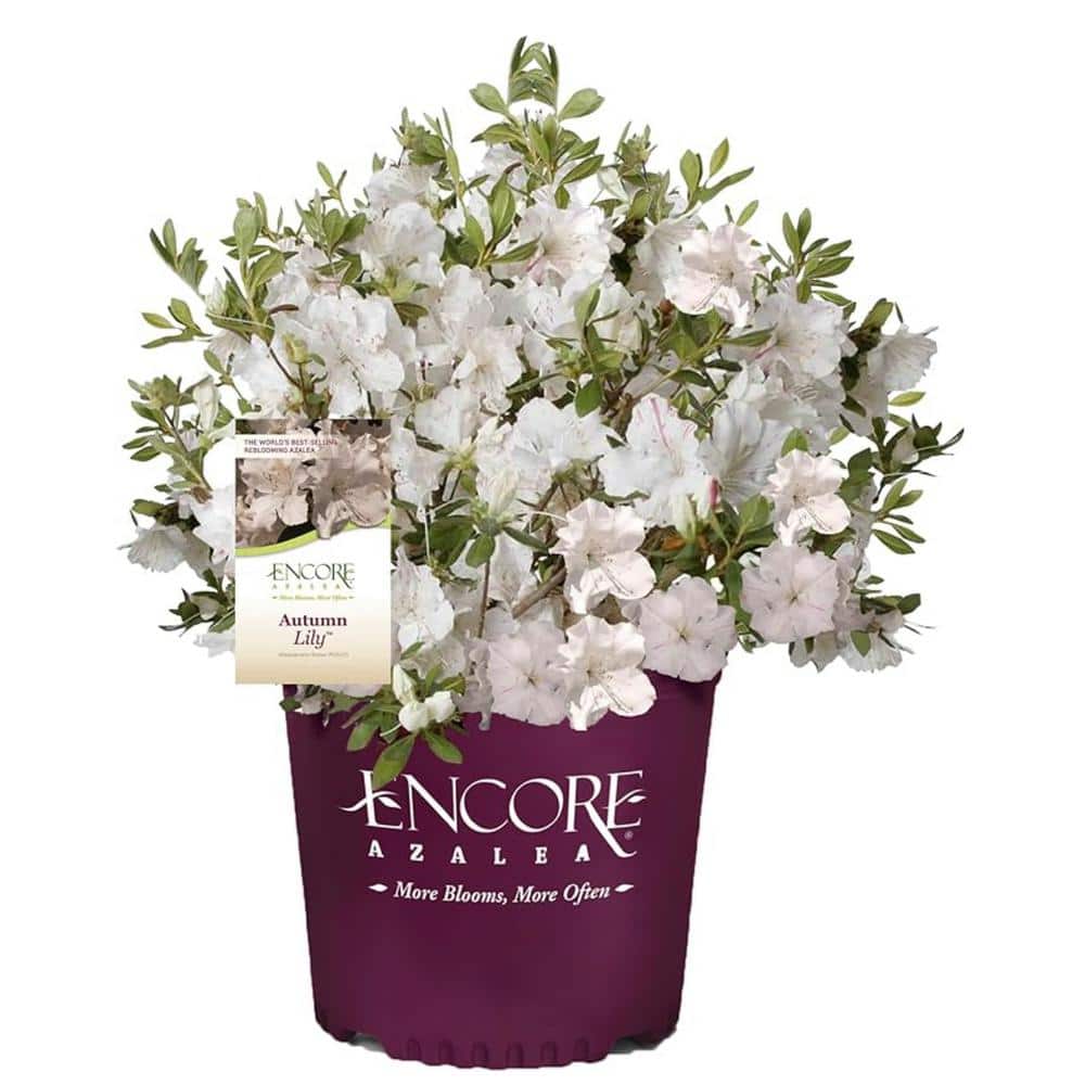 Azalea Encore Autumn Lily 3 Gal. Shrub with White with Occassional Purple Stripes Reblooming Flowers - Hercitys