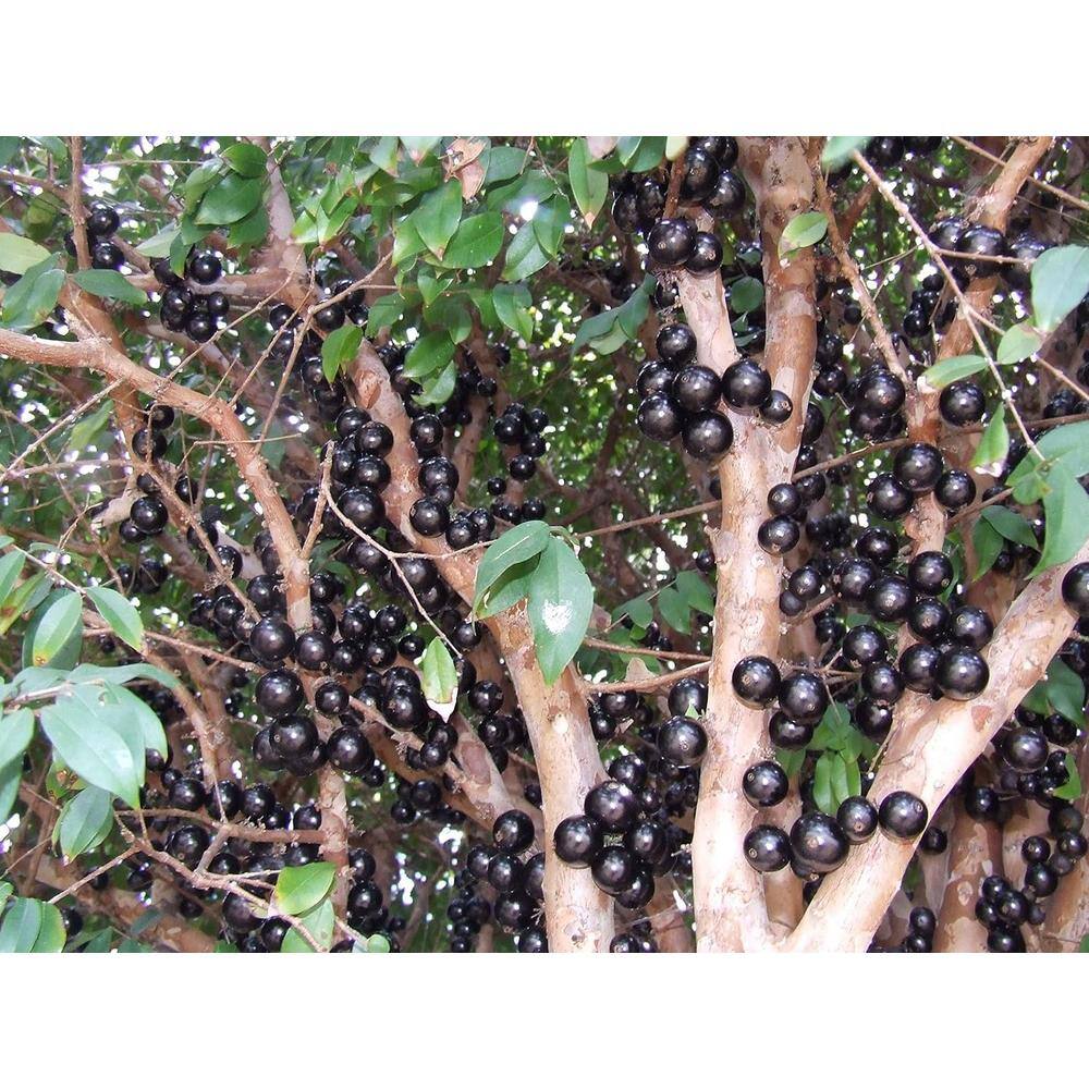 Jaboticaba Tree-Live Plant in a 3 in. Growers Pot-Plinia Cauliflora-Starter Tree-Edible Fruit Trees Florida - Hercitys