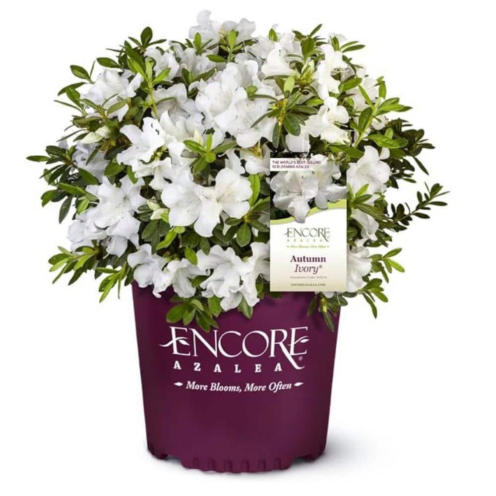 Azalea Encore Autumn Ivory 3 Gal. Shrub with Bright White Reblooming Flowers - Hercitys