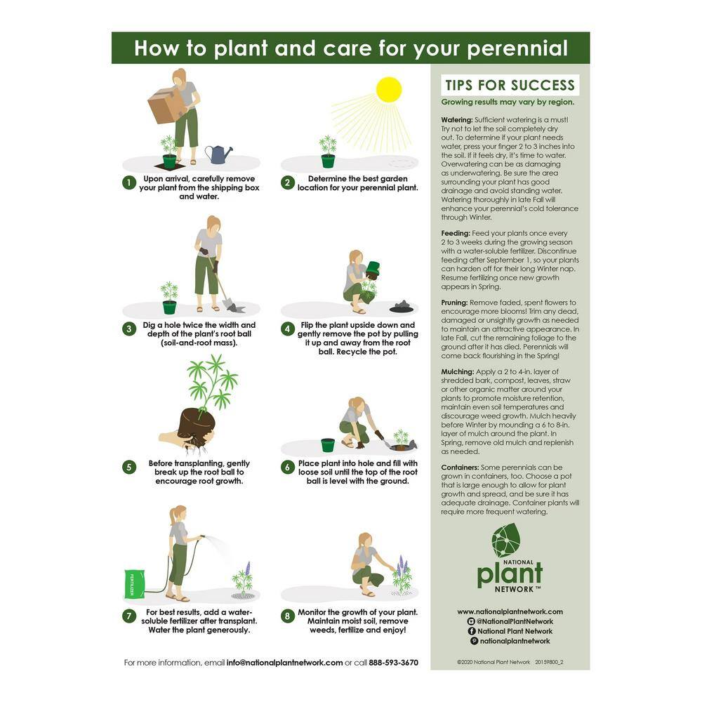 Bareroot Daylily Mini Pearl Perennial Plant with Pink Flowers (3-Pack) - Hercitys