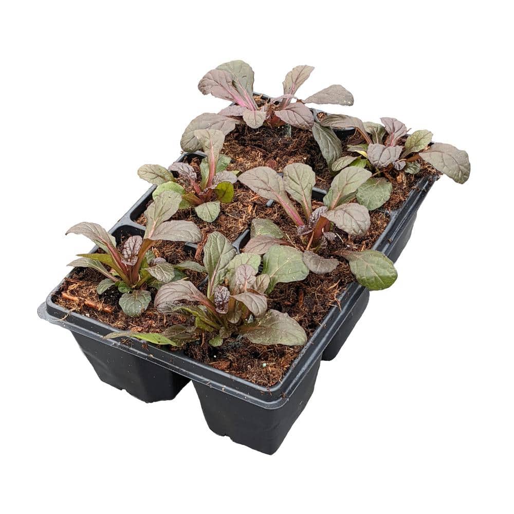 Perennial Ajuga Groundcover (306-Packs) - Hercitys