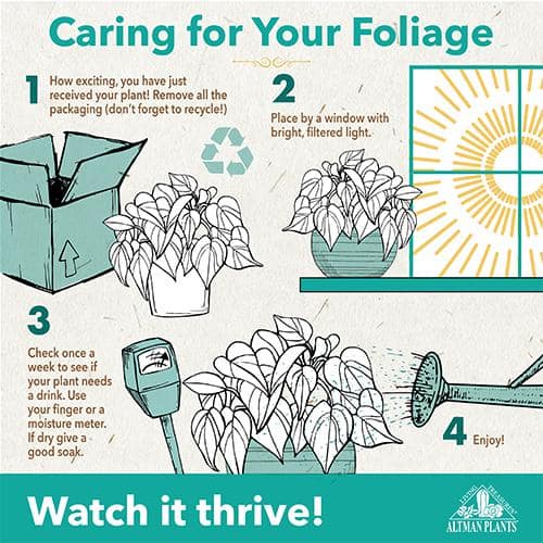 6 in. Boston Fern Plant In Hanging Basket (Nephrolepis Exaltata) - Hercitys