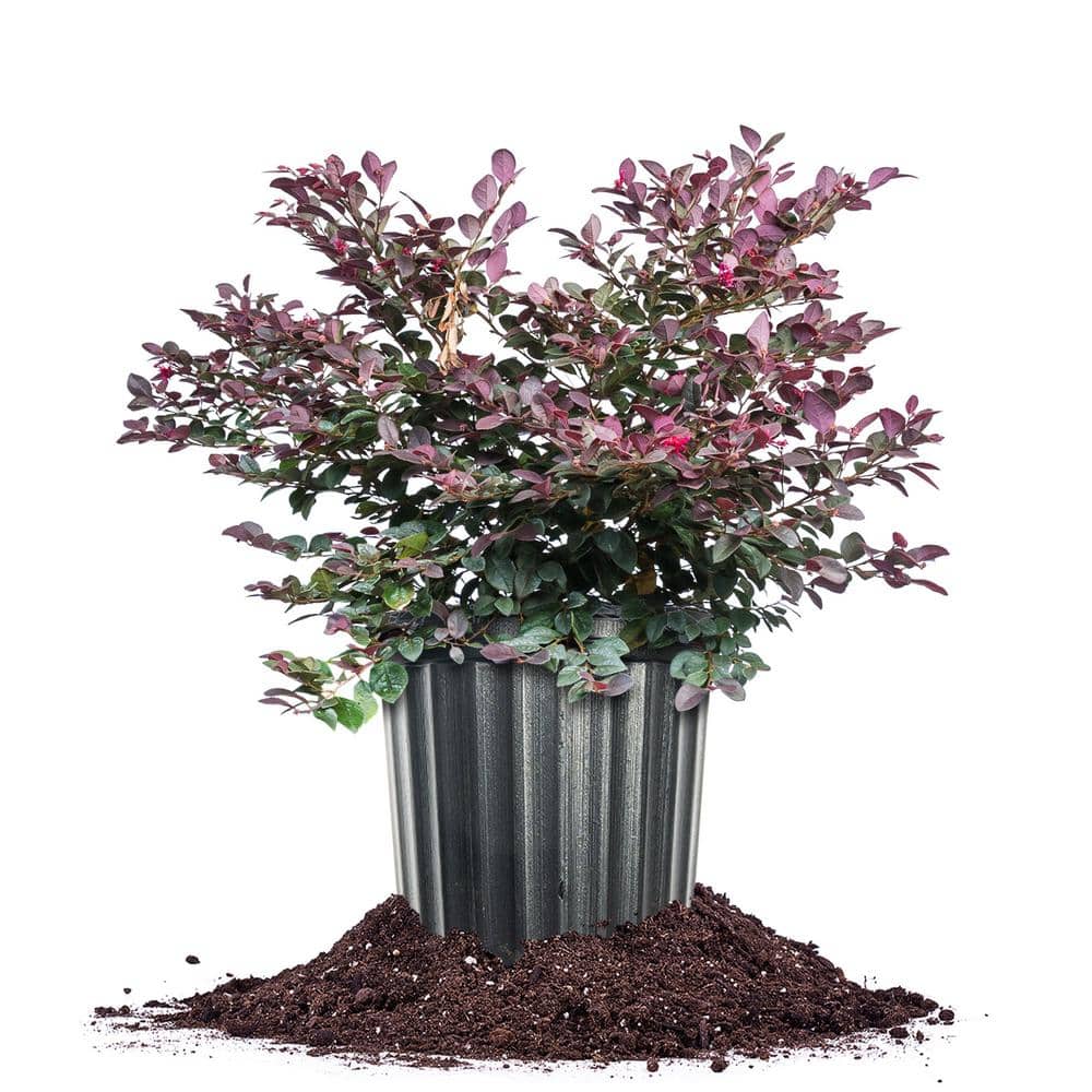 Cerise Charm Loropetalum 3 gal. Growers Pot, Pink Fringed Flowering Plant - Hercitys