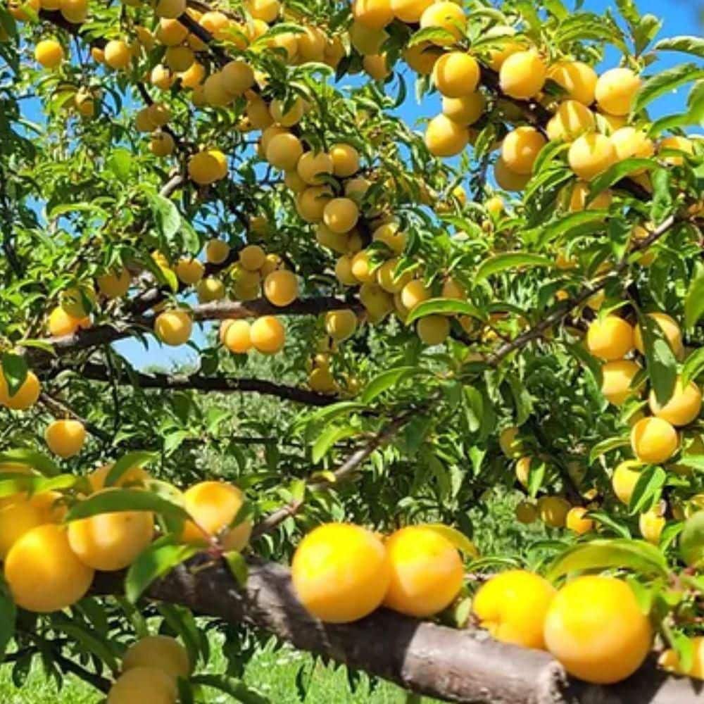 7 gal. Cherry  Plum   Fruit Tree - Hercitys